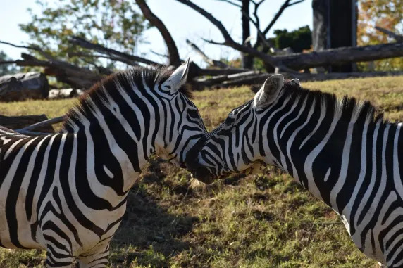 קזיניה קזינו תמיכה
